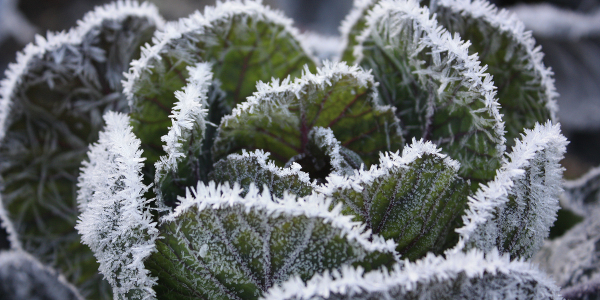 Choux de Bruxelles violets recouverts de givre