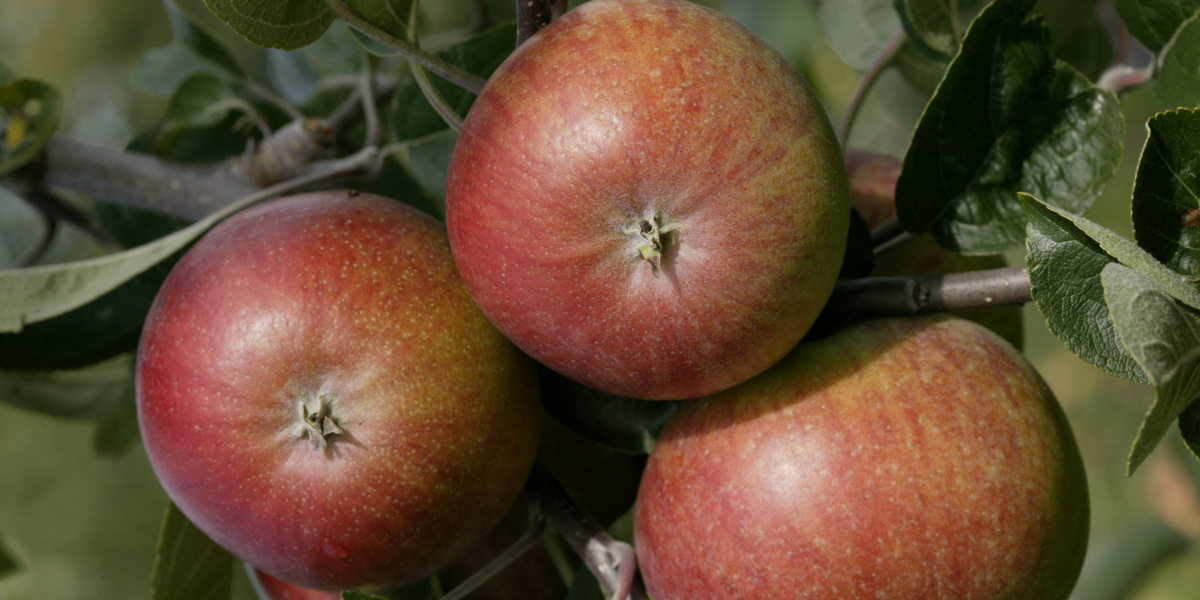 Trois pommes rouges accrochées à un arbre