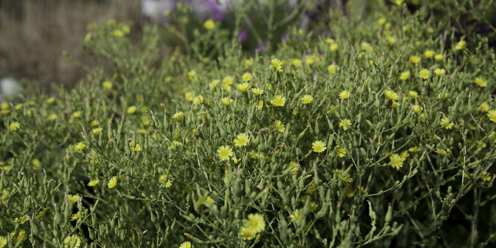 [Translate to Französisch:] Gelbe Blüten