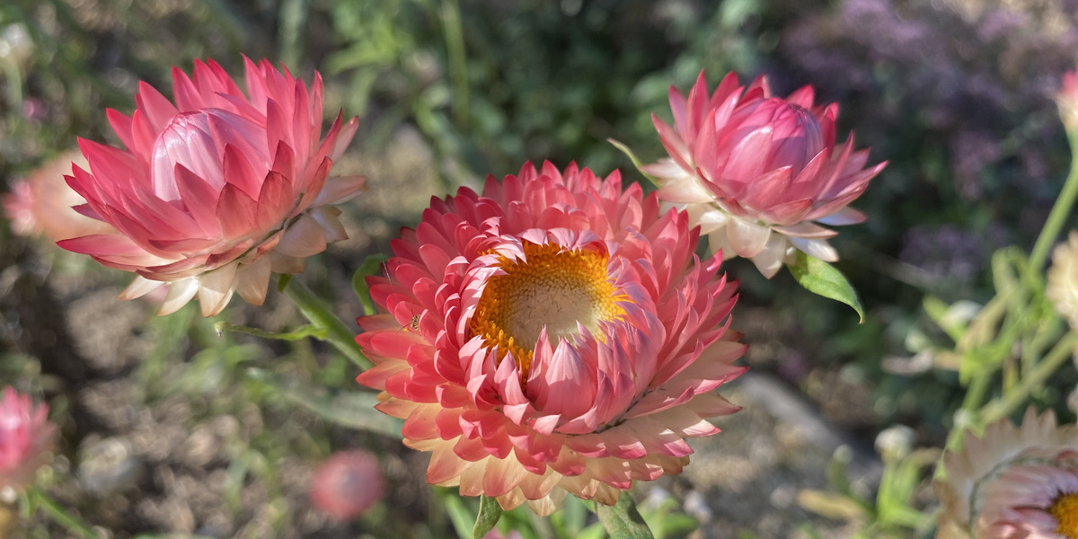 Fleur rose de l'immortelle