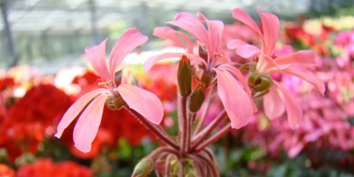 Géranium saumon en serre