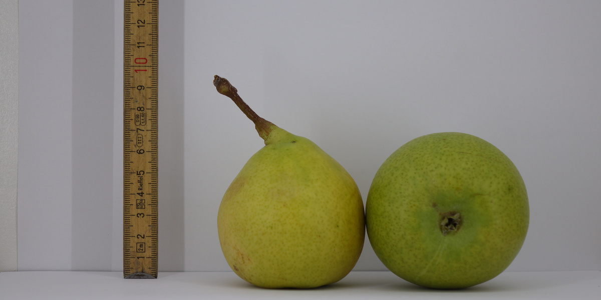  Poires sur une table avec une règle verticale à côté
