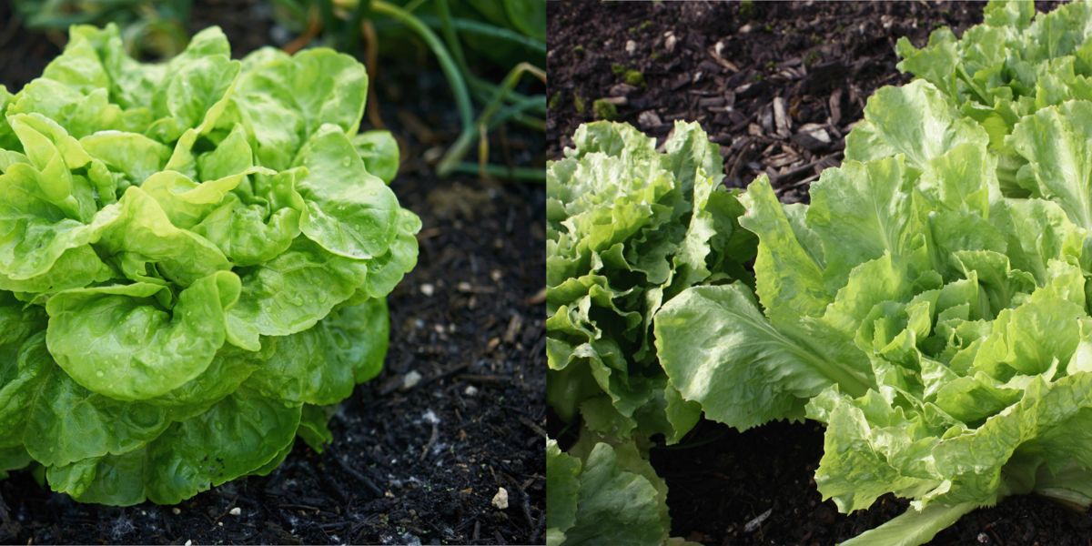 À gauche la laitue 'Augspurger', à droite la chicorée scarole 'Géante maraîchère'