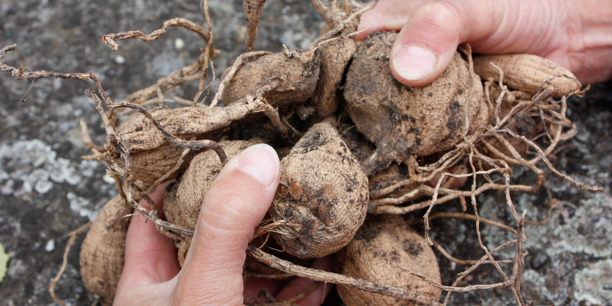 Les mains tiennent un bulbe de dahlia
