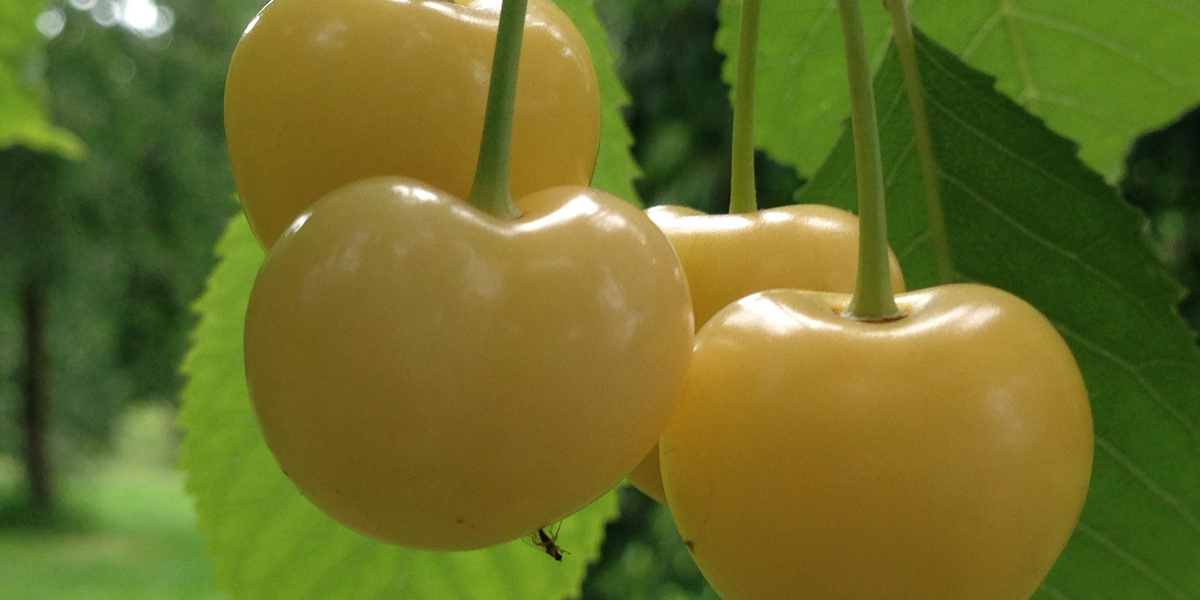 Cerises jaunes sur pendantes devant des feuilles