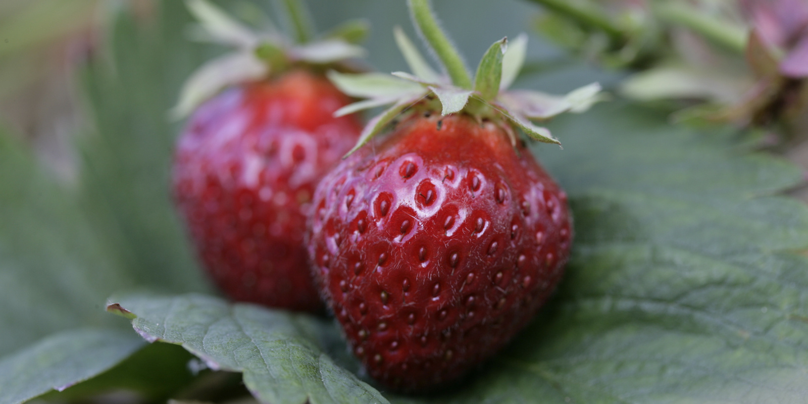 Deux fraises couchées sur une feuille