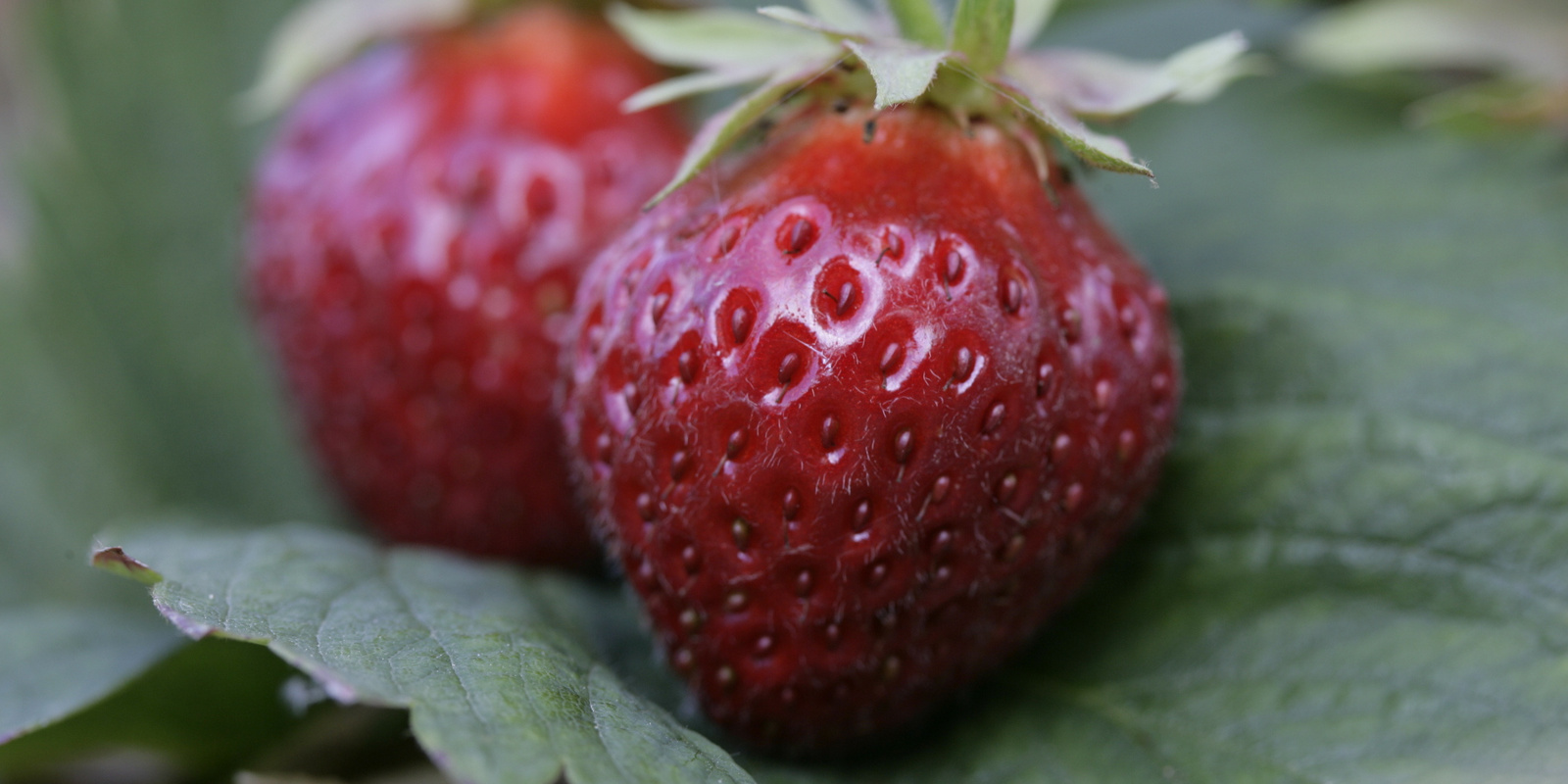 Deux fraises couchées sur une feuille