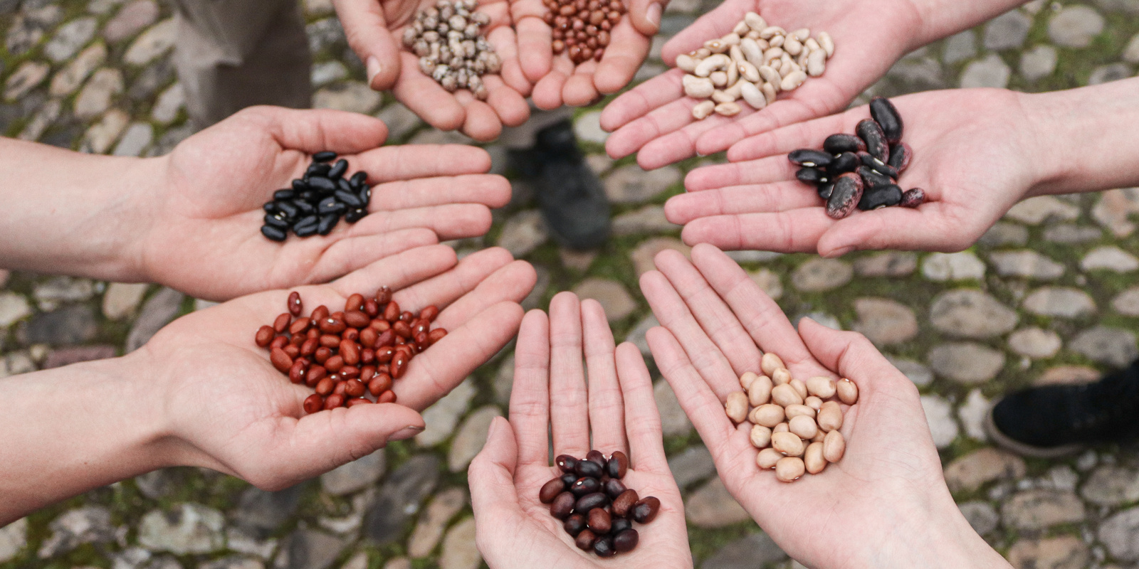 [Translate to Französisch:] Viele Hände mit Saatgut einen Kreis bildend