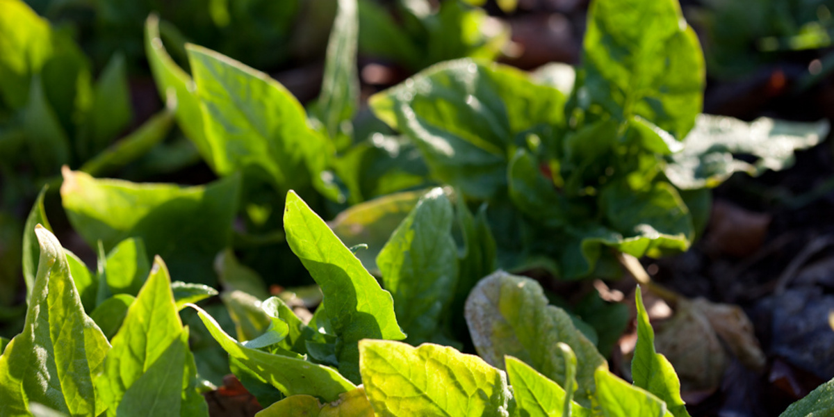 Jeunes feuilles d'épinard
