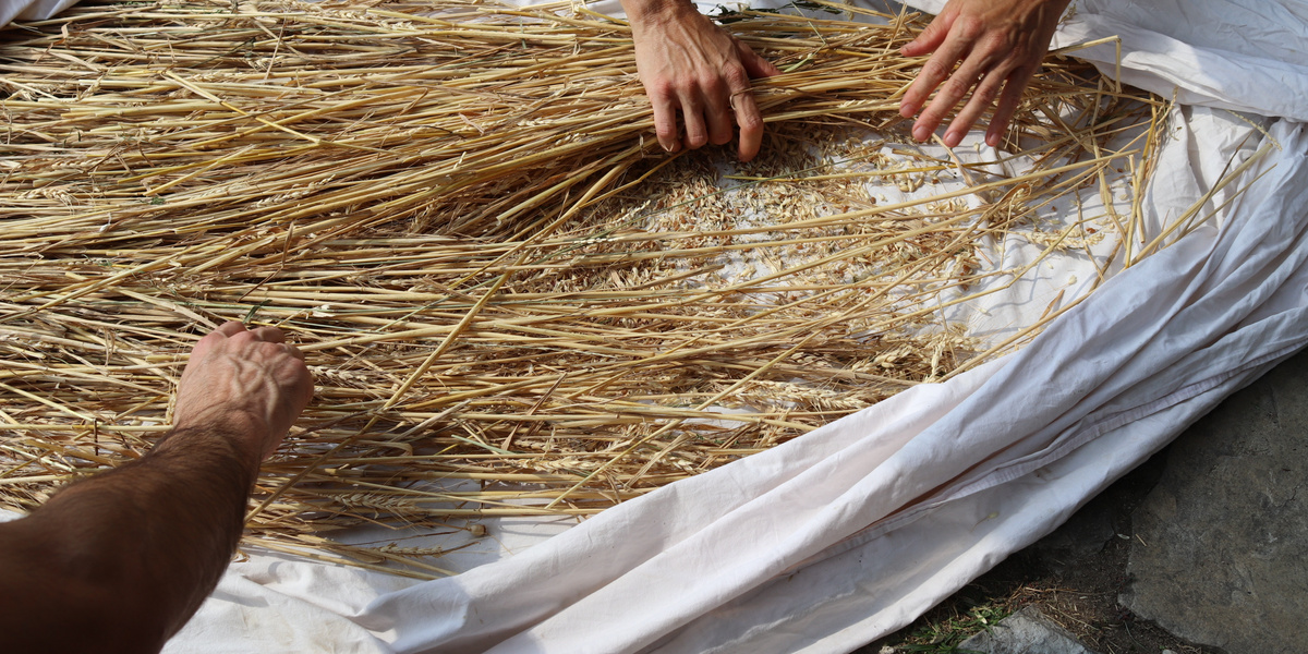 épis de céréales sur table
