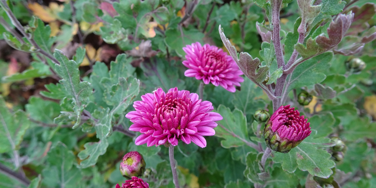 Chrysanthème violet dans un massif