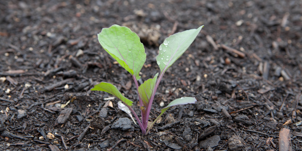 Plant de choux de Bruxelles en terre