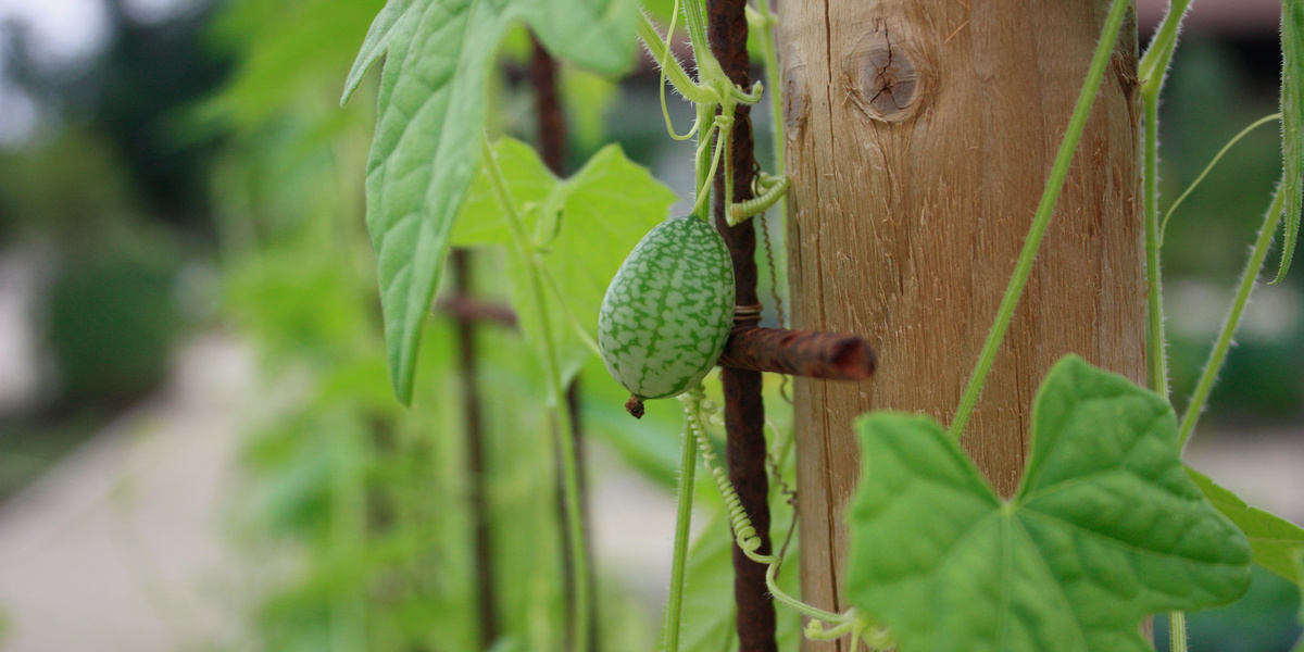 Mini-concombre rond suspendu Ă une plante