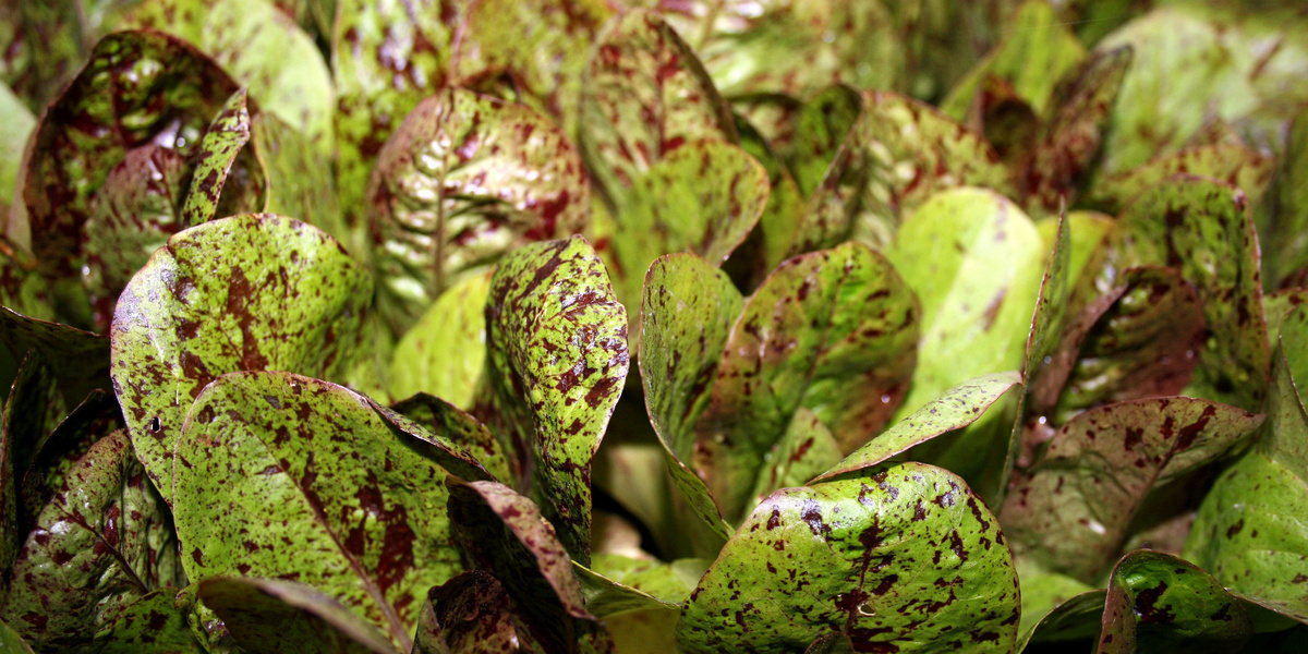 Salatsetzlinge, grün mit rötlichen Punkten