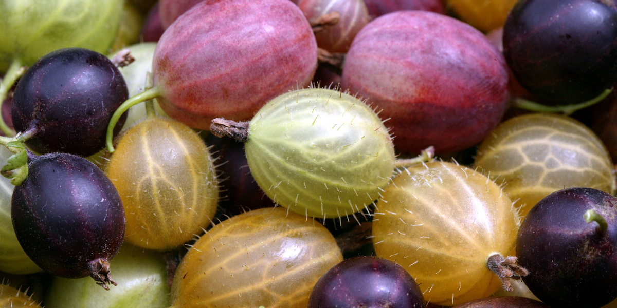 Groseilles Ă maquereau de toutes les couleurs et de toutes les tailles