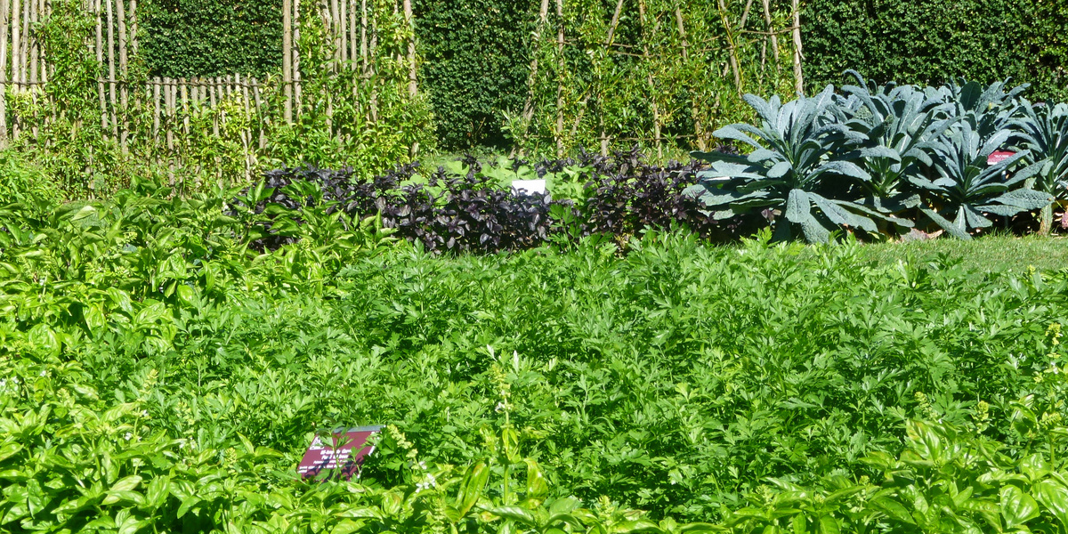 Un potager luxuriant