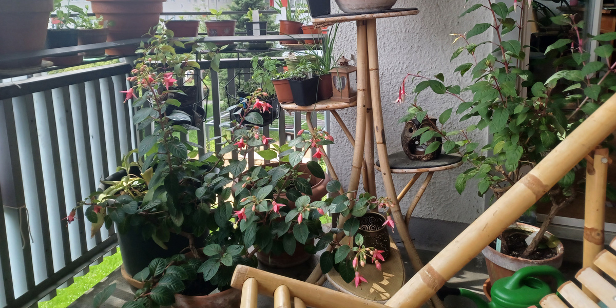 Fuchsias en pots sur un balcon ombragé