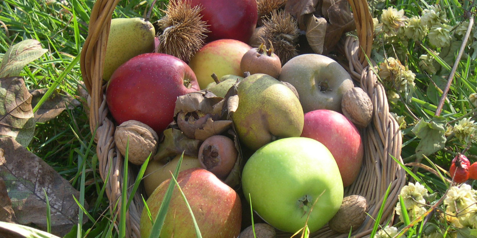 Divers fruits dans une corbeille sur un pré