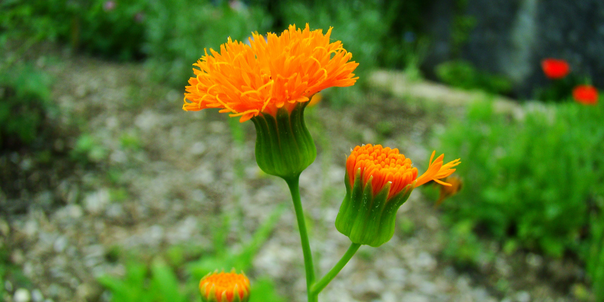 Emilie avec de capitules orange clair