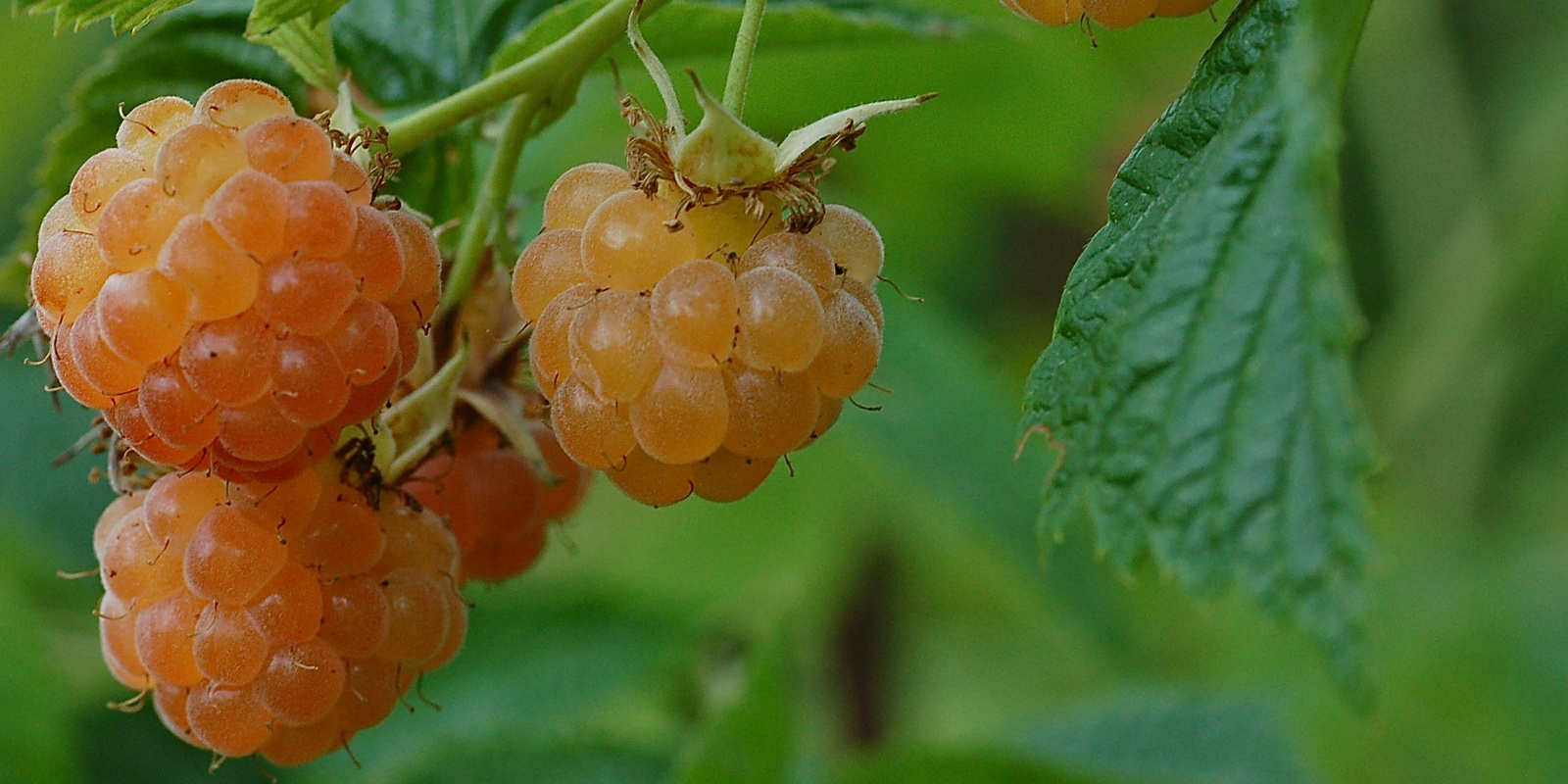 Framboises jaunes suspendues