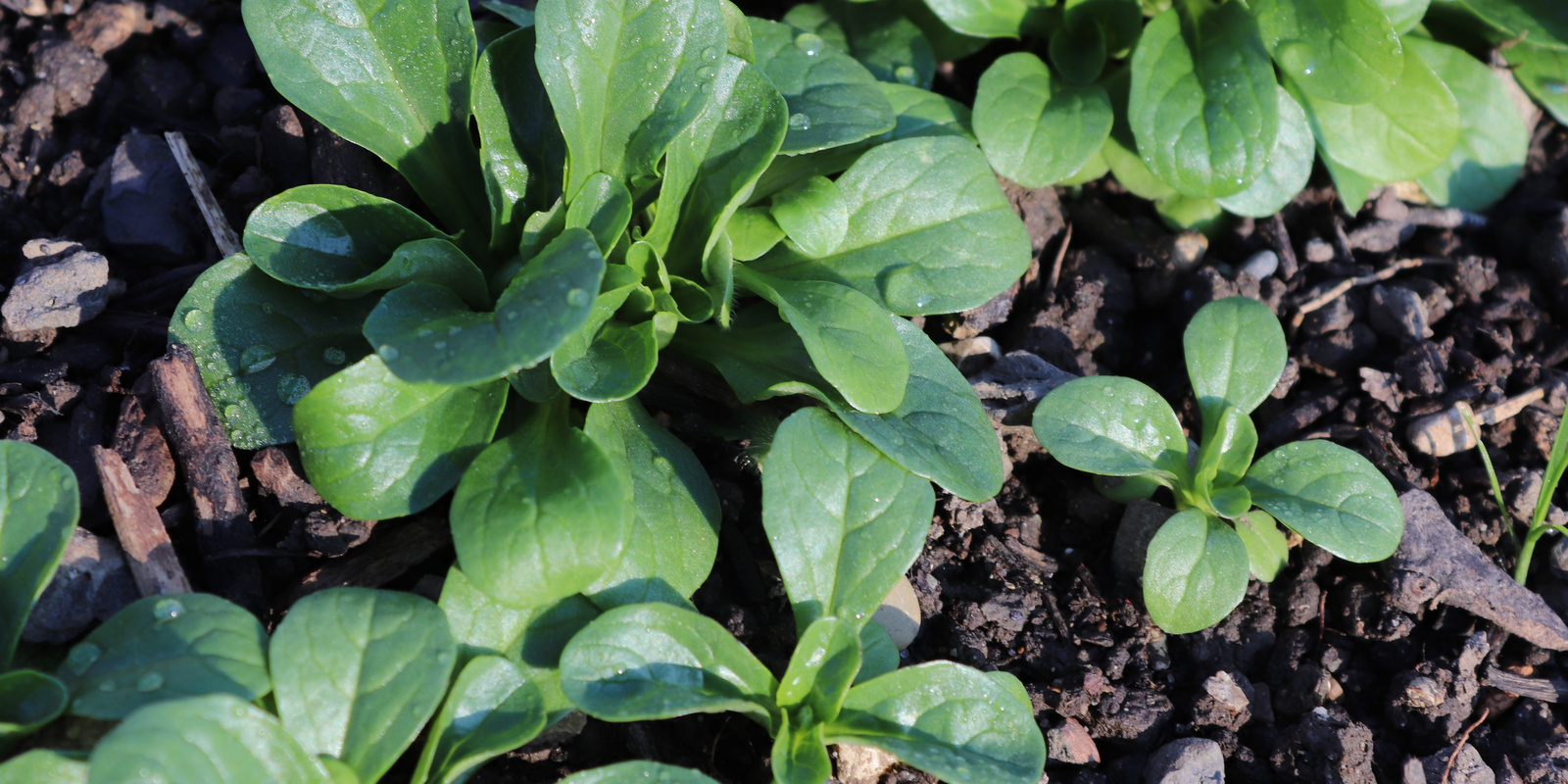 [Translate to Französisch:] Feldsalat im Beet