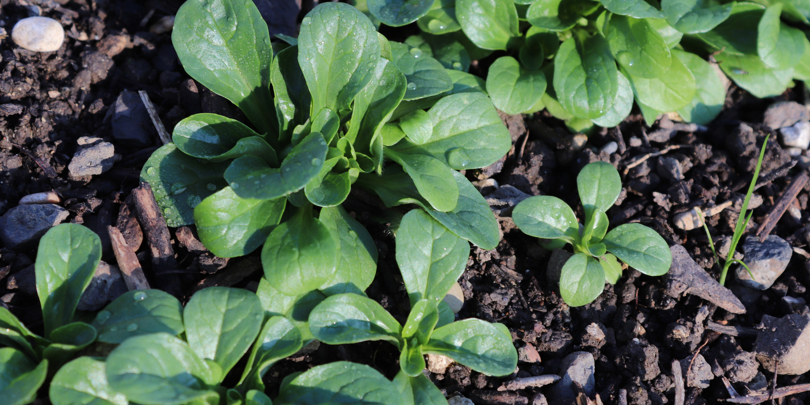 [Translate to Französisch:] Feldsalat im Beet