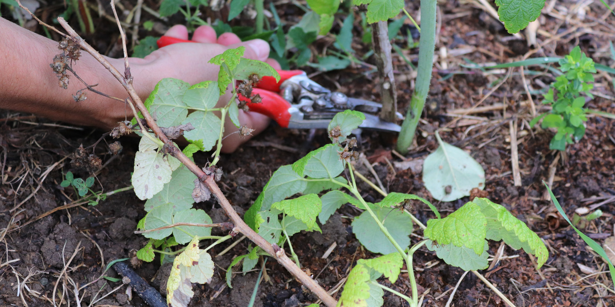 main avec sécateur en coupant une pousse de framboisier au ras du sol