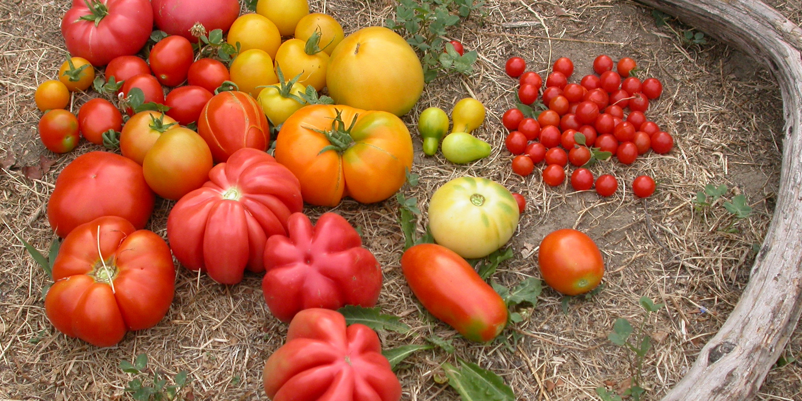 [Translate to Französisch:] Früchte von verschiedenen Tomatensorten am Boden liegend