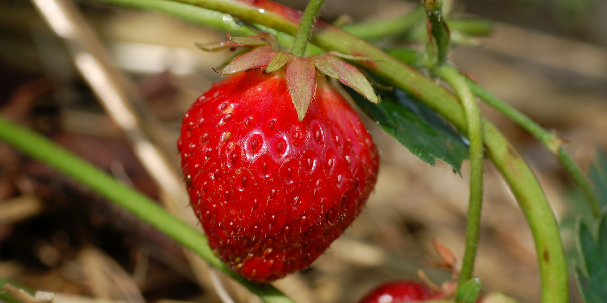 Fraise mûre accrochée à une plante