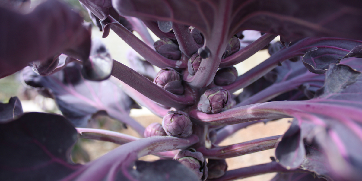 Choux de Bruxelles violets sur tige