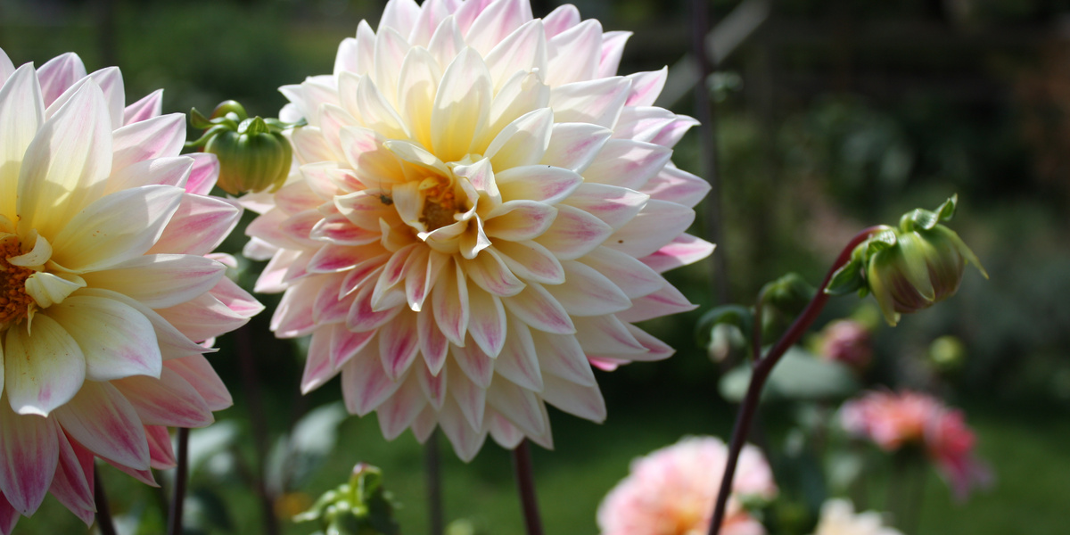 Dahlias à fleurs roses