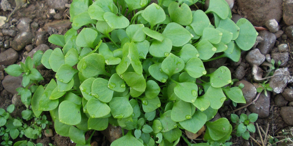 Le pourpier d'hiver dans le sol