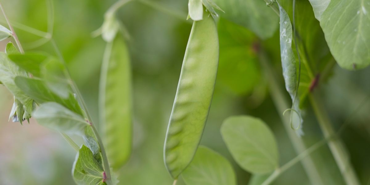 Gousse de pois mange-tout suspendue à une plante