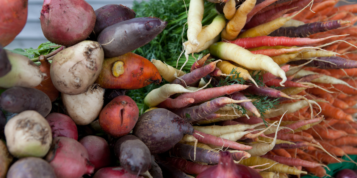 Carottes et betteraves de différentes couleurs couchées en tas