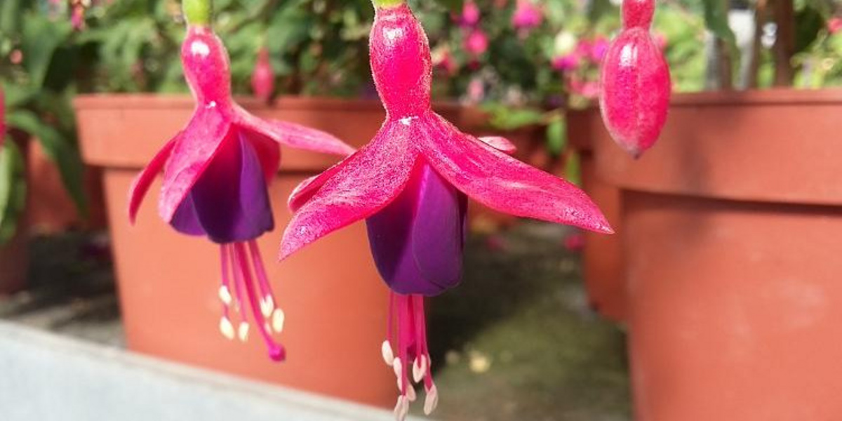 fleurs de fuchsia de près