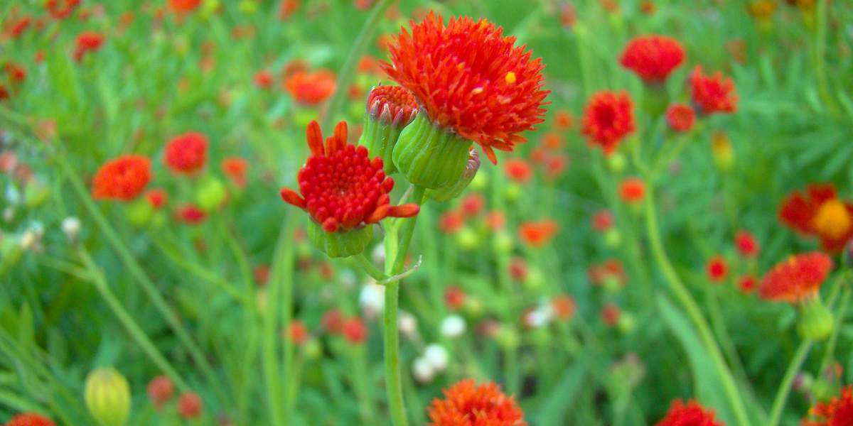 Plantes ornementales rouges en fleurs