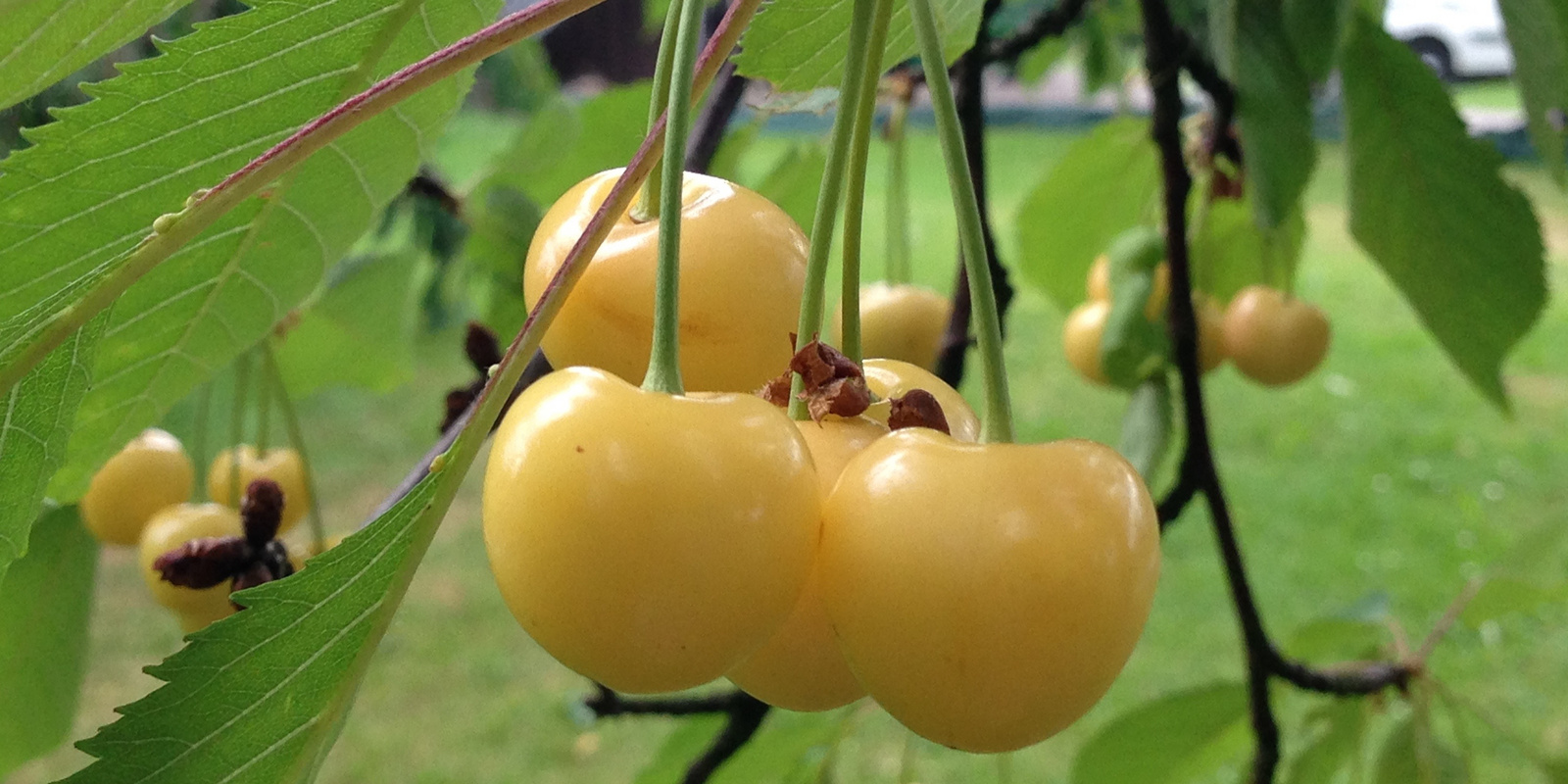 Cerises jaunes suspendues à une branche
