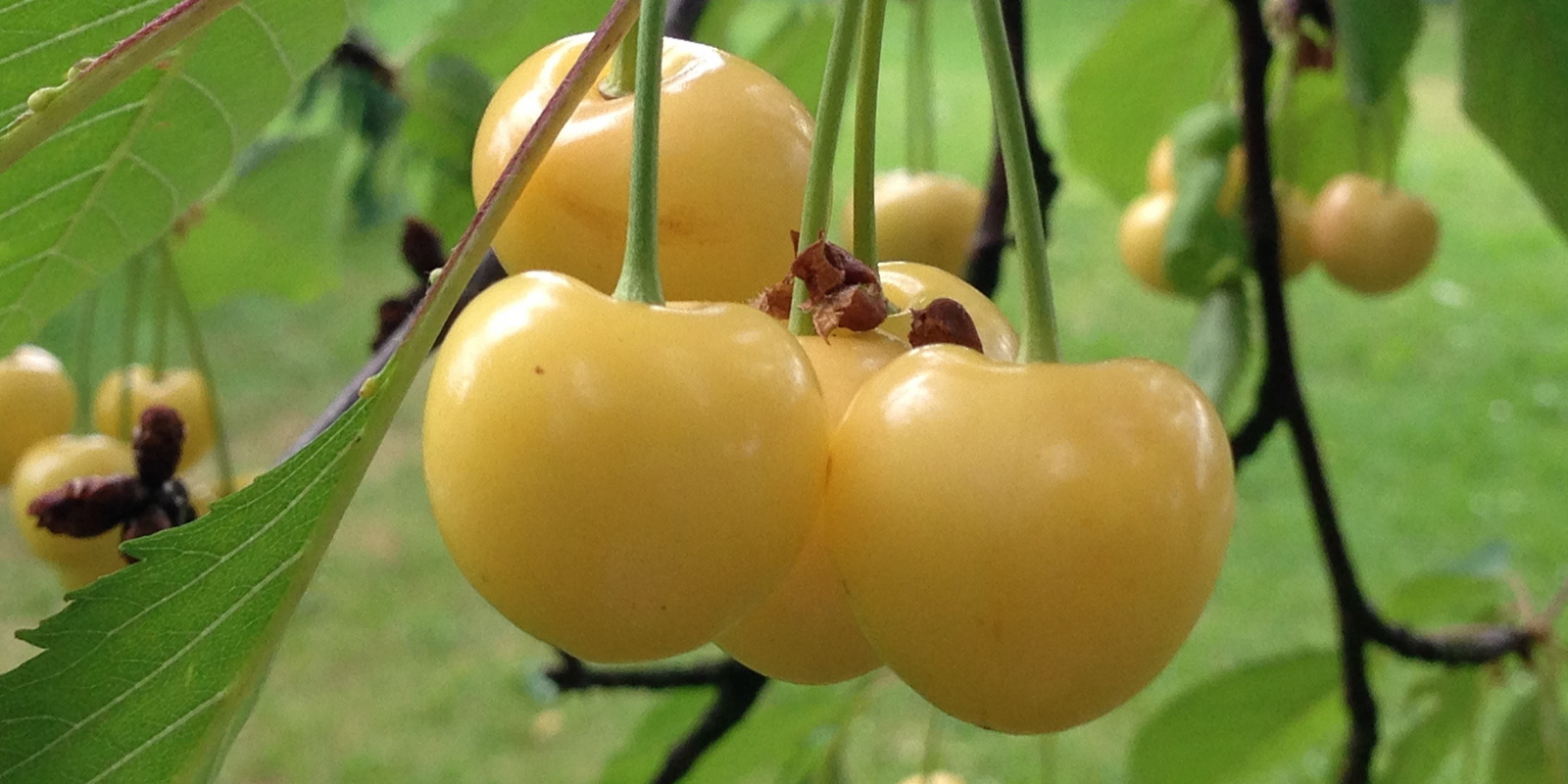 Cerises jaunes suspendues à une branche