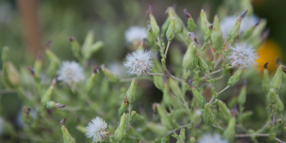 Semence de salade avec parachute