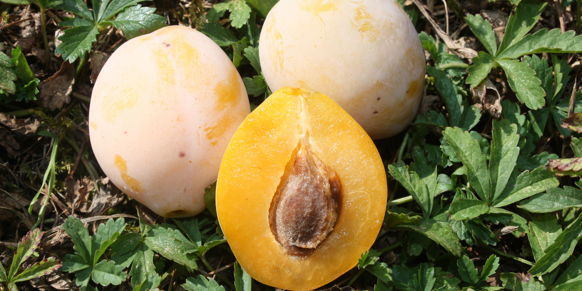 Pruneau jaune coupé en deux, couché sur l'herbe