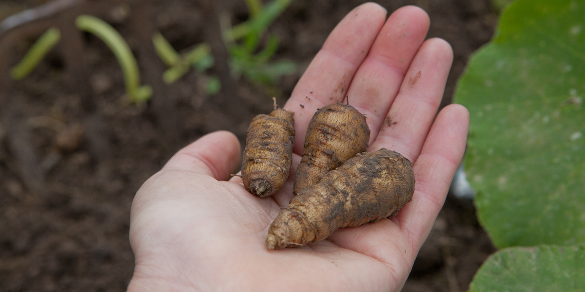 main avec du cerfeuil en dedans