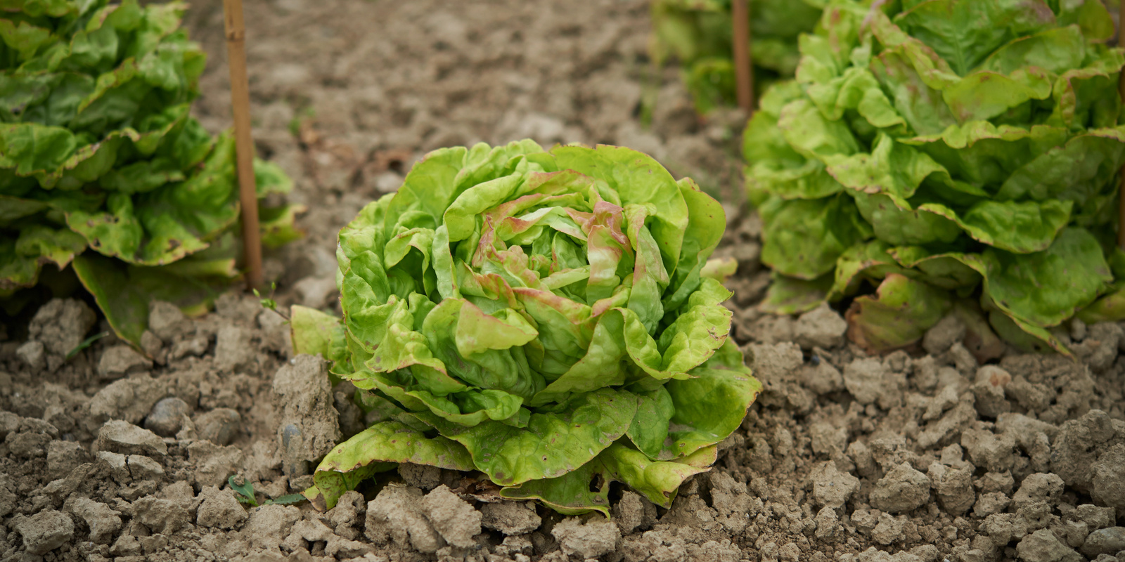 [Translate to Französisch:] Drei Kopfsalate in der Erde